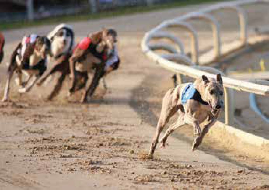 Macau greyhound industry given ultimate ultimatum IAG