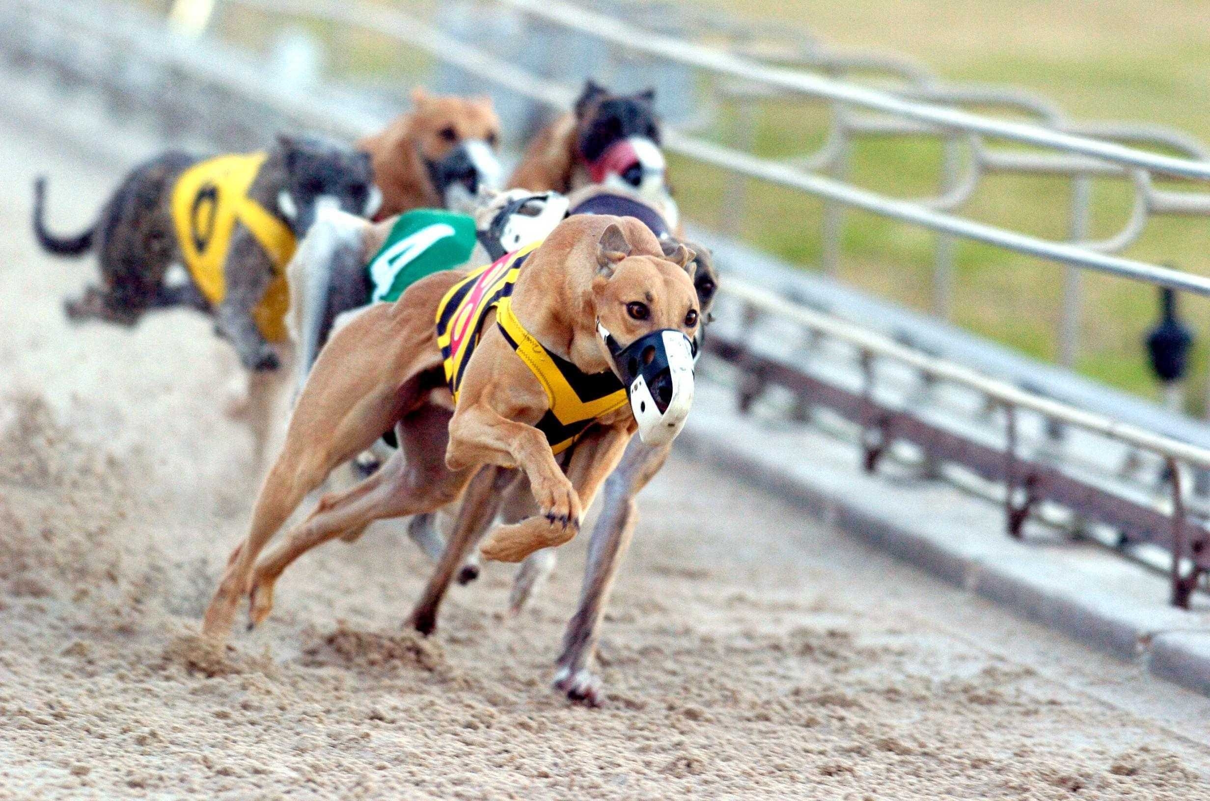 Скорость собаки. Грейхаунд Стар тайтл. Собачьи бега Southland Race 8. Грейхаунд беговой. Гонки на собаках.
