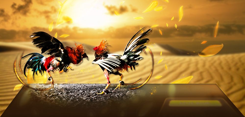 Philippines gaming technology firm DFNN to launch e-sabong – IAG